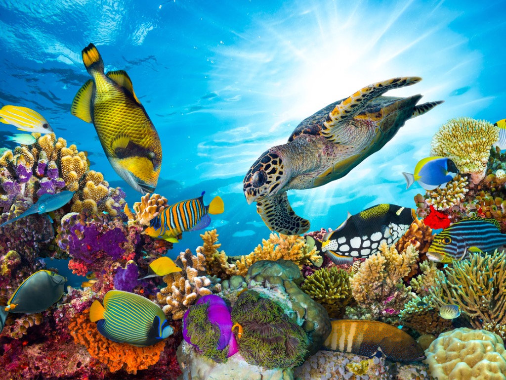 Human Reefs Need Saving Too