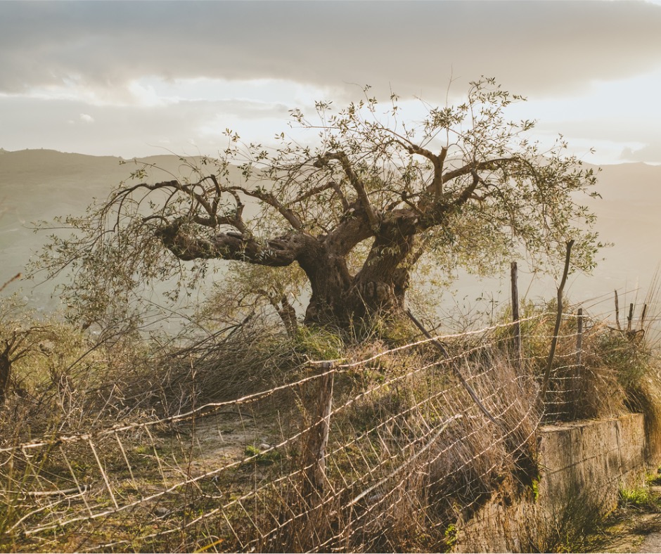 Be still and know that I am God olive tree